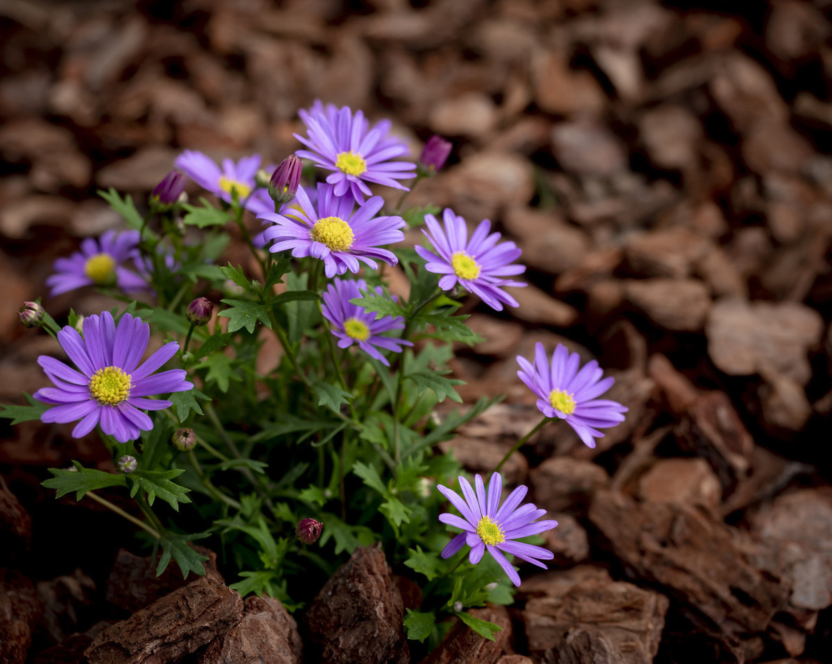 这几款冬季草花谨慎入手,便宜还好养活,分分钟爆盆给你看!