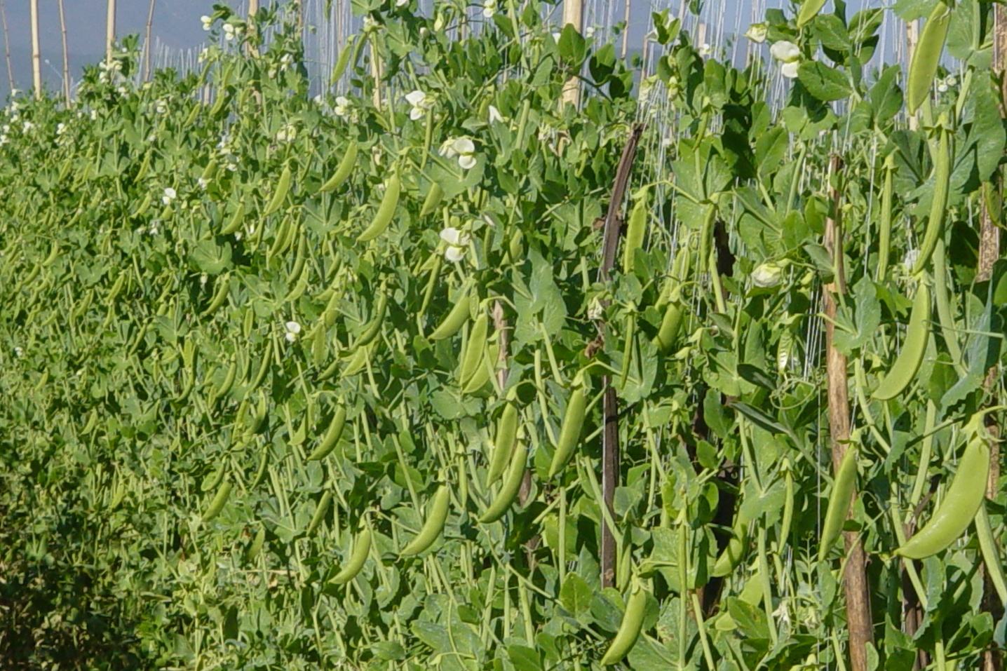 种植荷兰豆时,想要提高品质和产量,这4个注意事项至关重要!