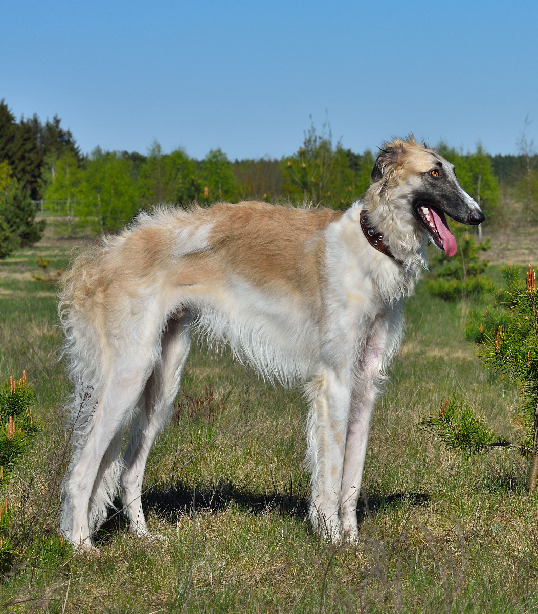 《如何照顾你的大型犬:五个必备要点,让你的宠物健康成长!》