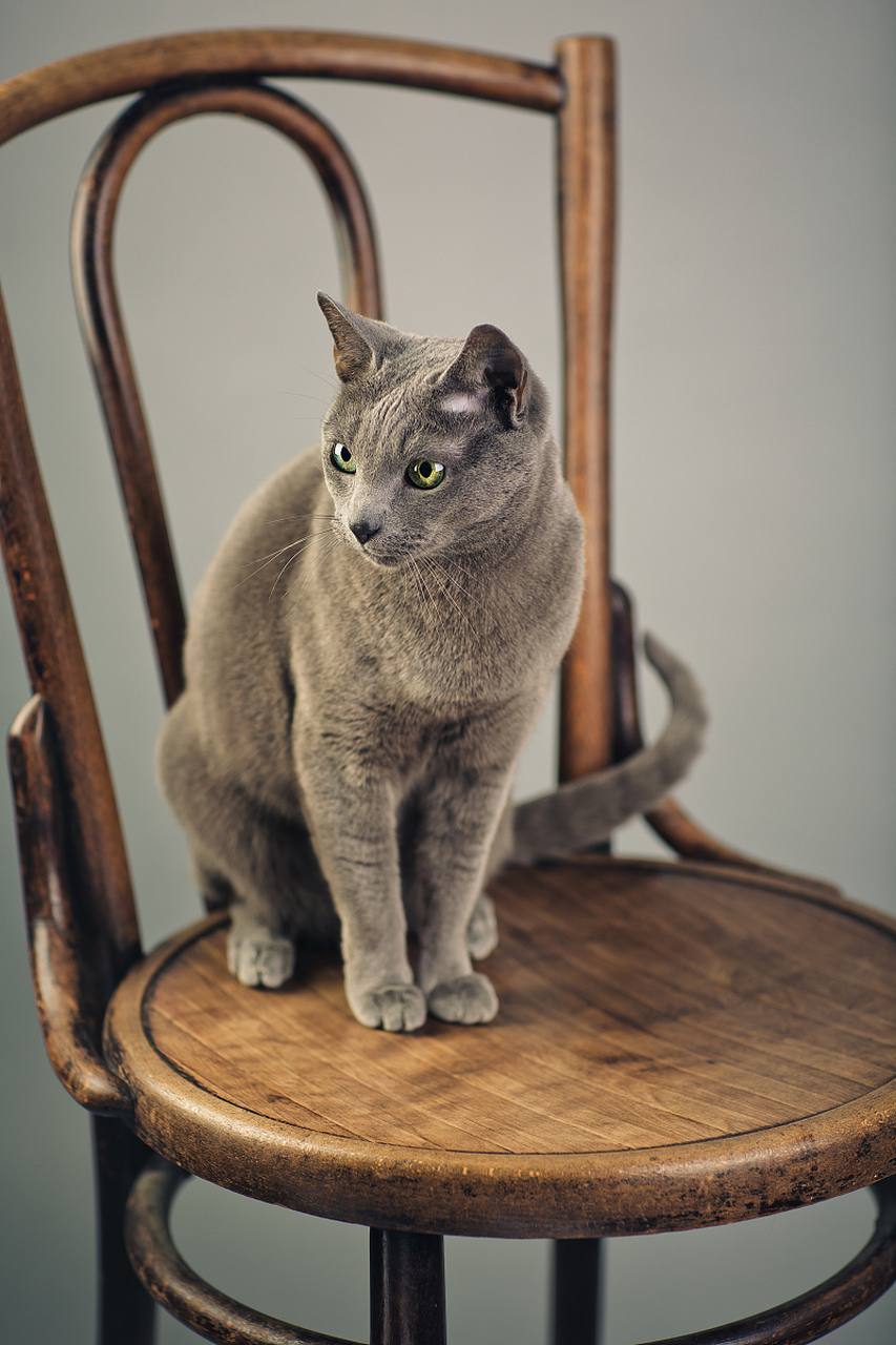俄罗斯蓝猫,耳朵大而直立,眼睛呈杏仁状,瞳孔呈绿色或金色.