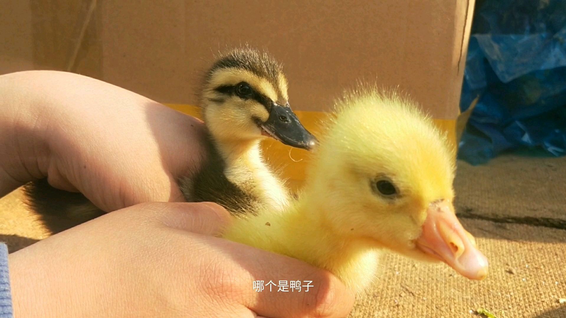 老丈人买的小鸡、小鸭、小鹅,小鸭跟小鹅你能分清吗
