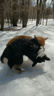 两只小柯基在打架,打着打着画风突变,瞬间就笑喷了!