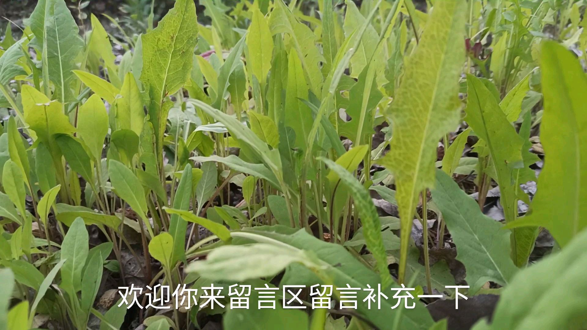 空地山坡上到处都是这种野菜,味道又苦又甘,比一般蔬菜好吃多了
