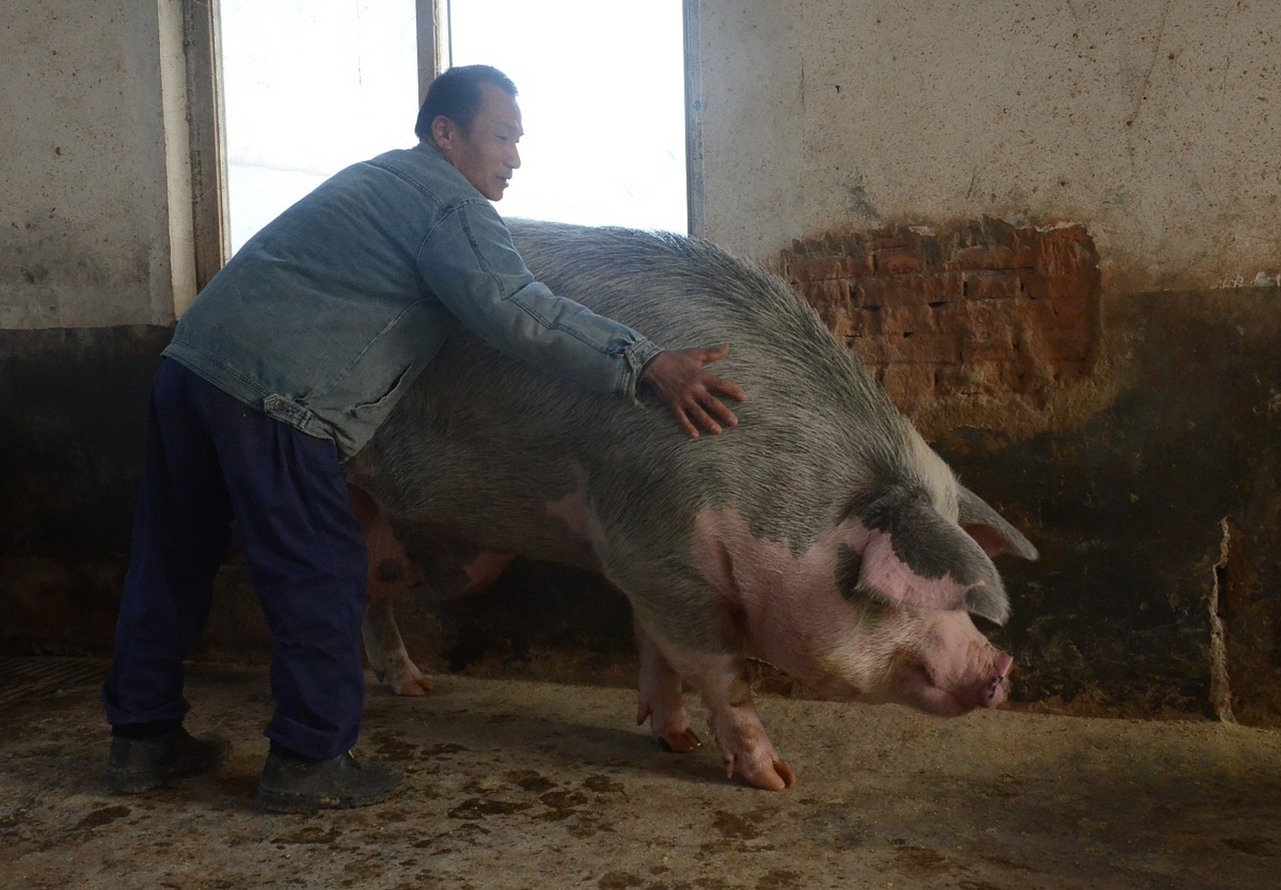 摘要:黑猪与白猪在外表,生态环境,饲养方式,文化象征等方面存在显著