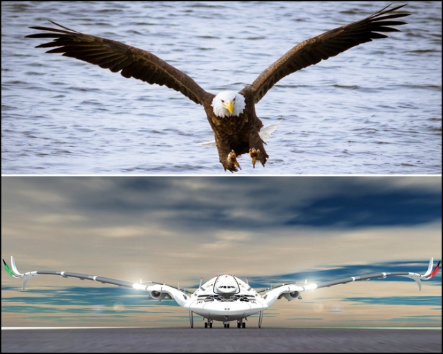 事实证明,有的鸟可以和珠峰齐肩,甚至和飞机相撞