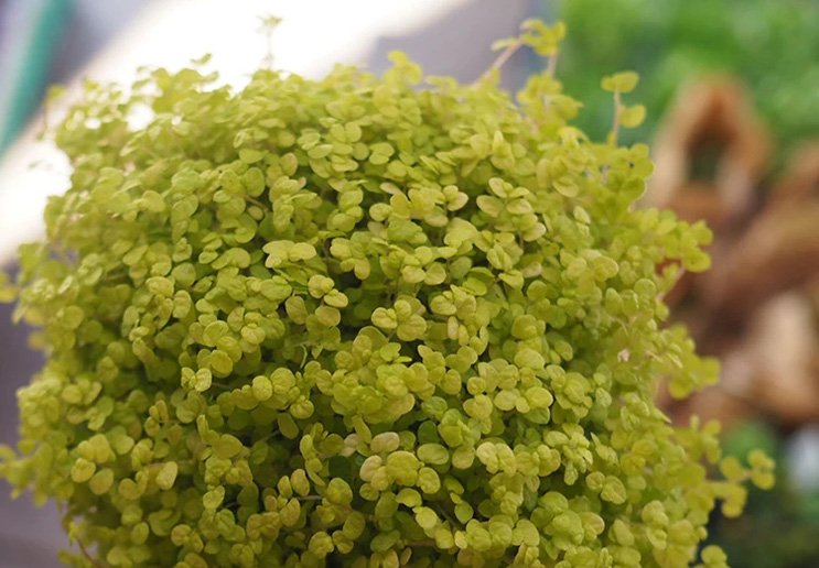 村娃本篇文章的主题是:金钱麻好像女孩儿的蓬蓬裙,解决了这3个病症,它