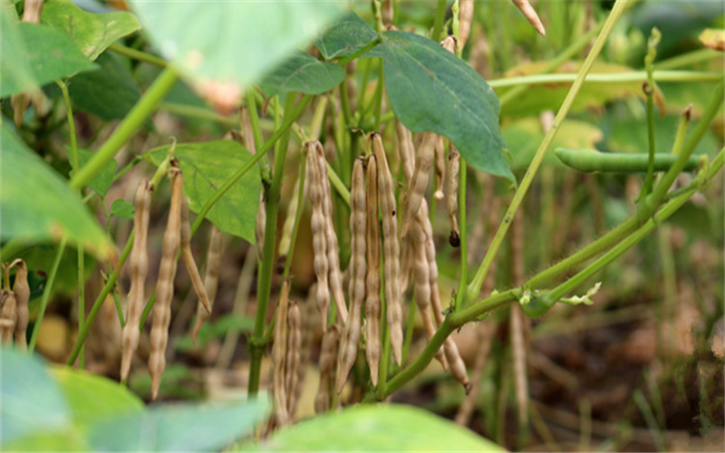 红豆种植 - 2020年最新商品信息聚合专区 - 百度爱采购
