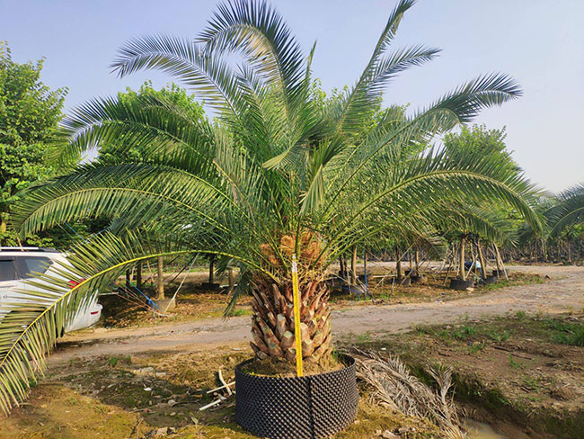 加拿利海枣的用途