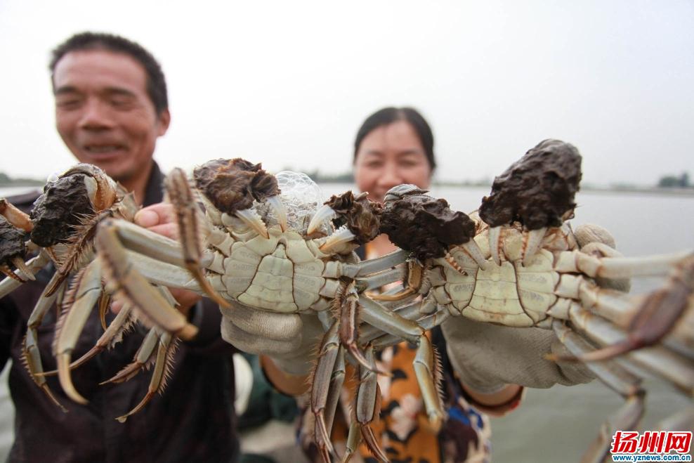 高邮湖大闸蟹丰收啦