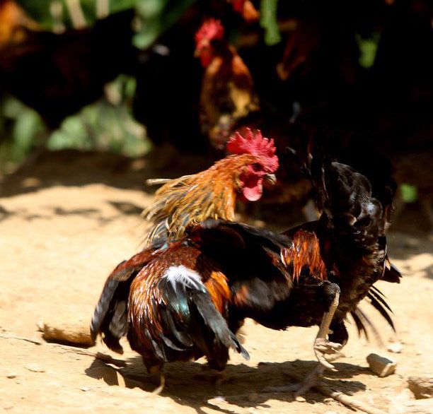 「贵州生态家禽微视频」黔东南小香鸡