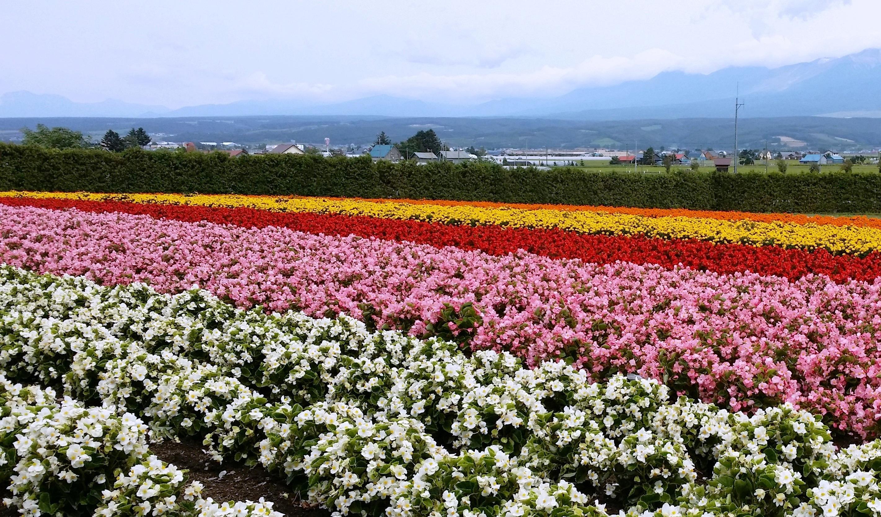 富田农场——北海道最早的薰衣草花田之一