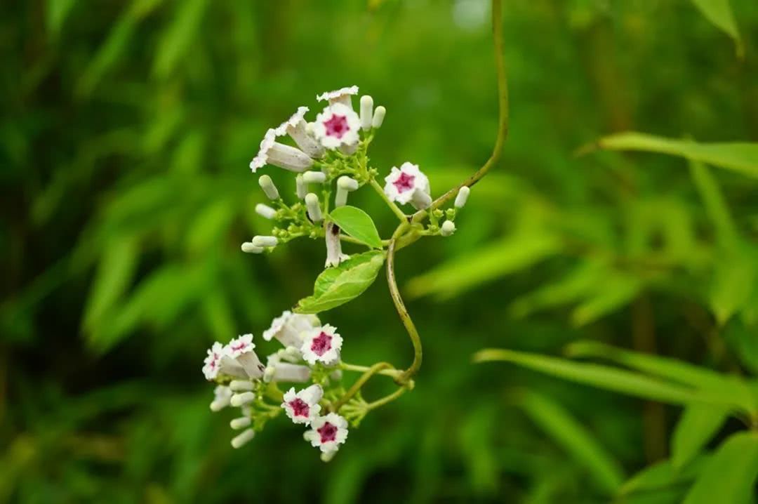 农村这一种闻着恶心的野草,农民俗称"鸭屎草",却是稀罕宝贝!