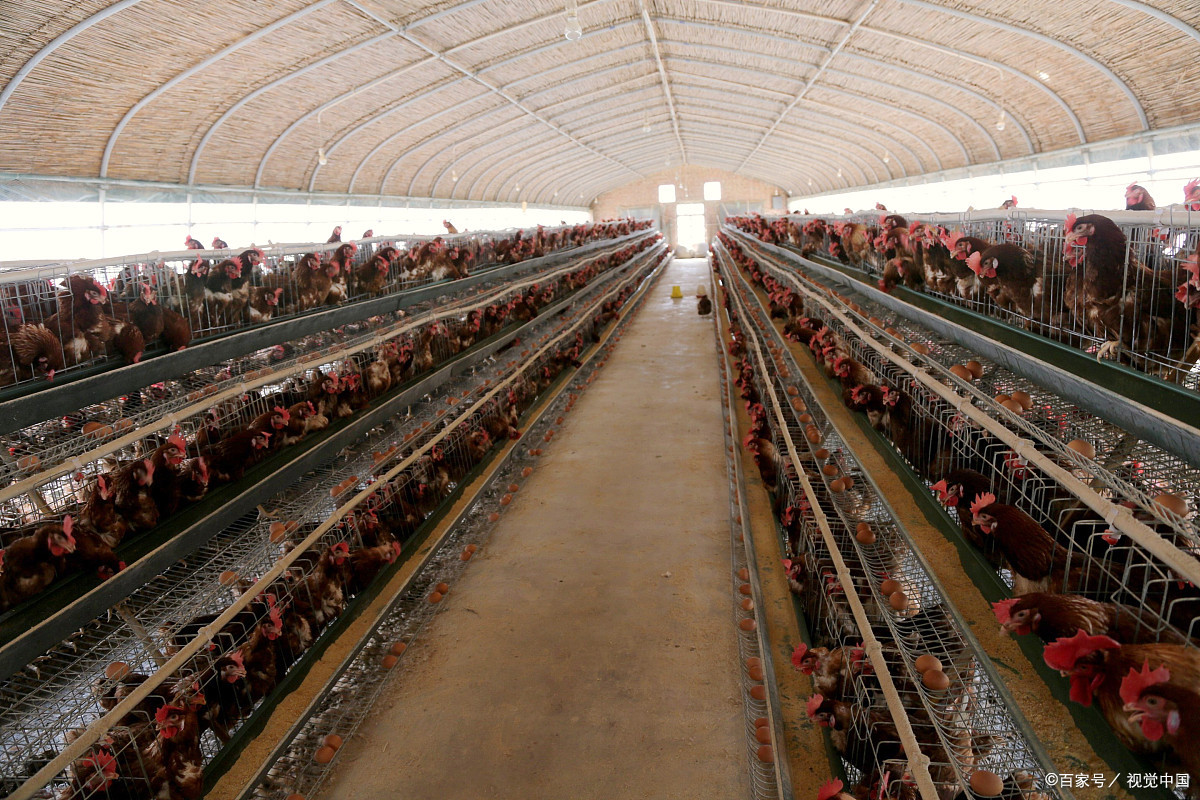 为什么要检查鸡舍的密闭性能?