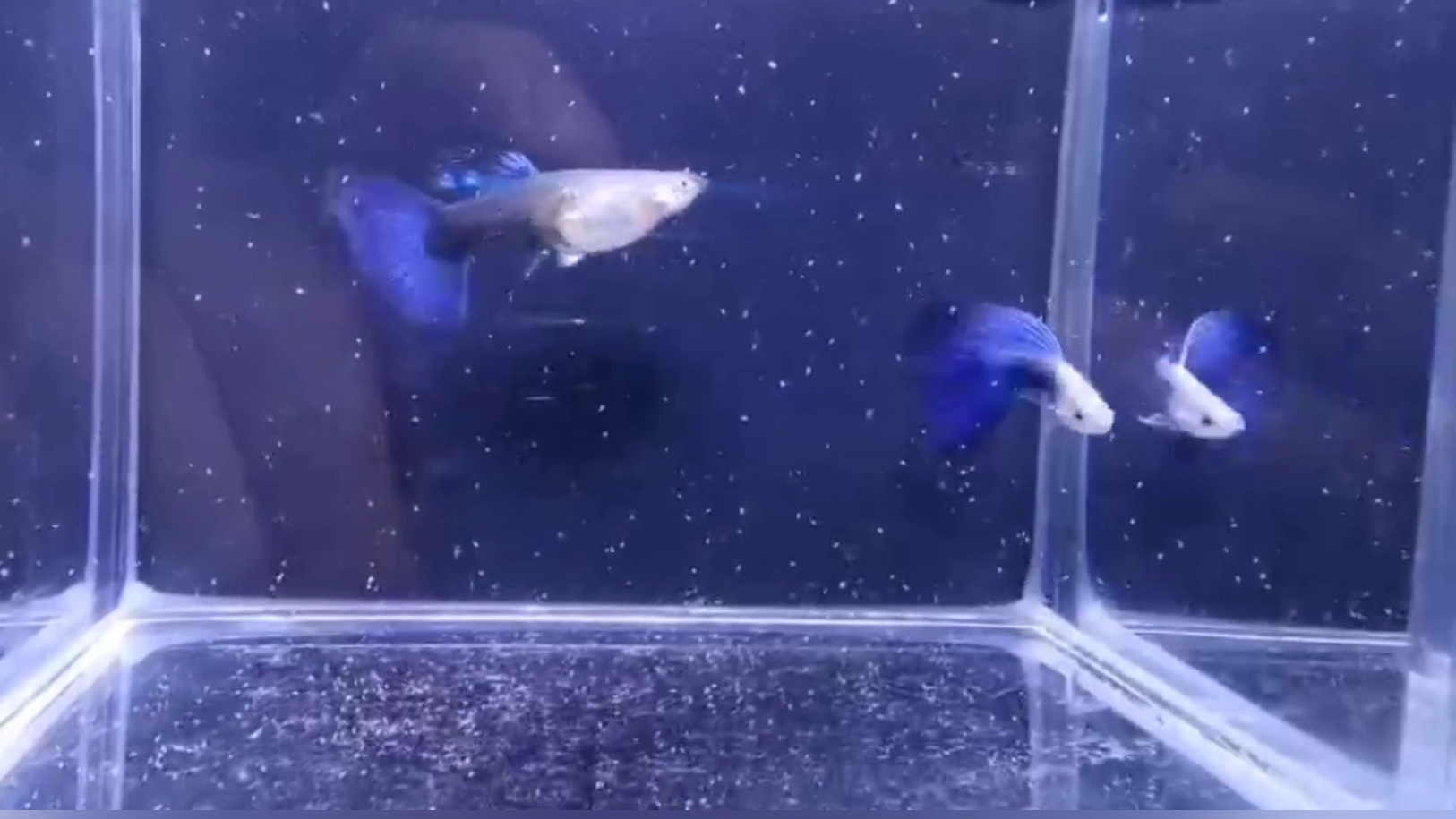 精品孔雀鱼品种介绍