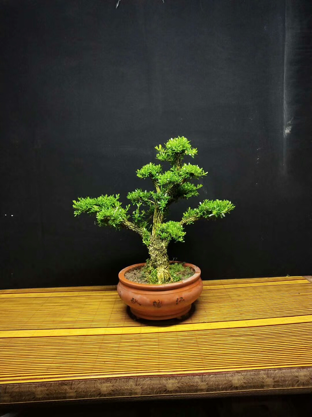 大哥养护5年的粗皮黄杨盆景,造型独特,让人羡慕!