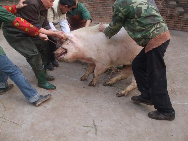 在农村,农户请杀猪匠杀猪,猪将对方咬伤,该如何赔偿?