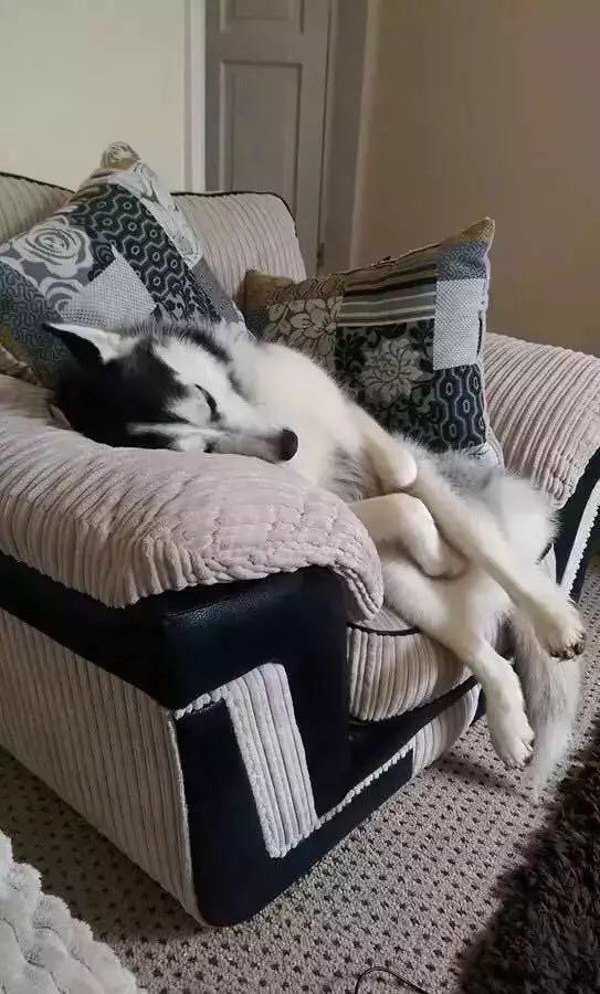 盘点哈士奇那些千奇百怪的睡姿,个个都在挑战你的笑点!