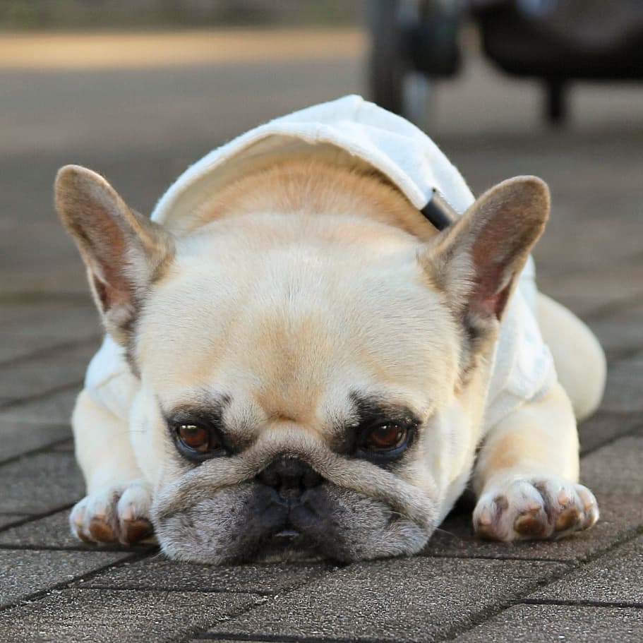 万人迷的法国斗牛犬,只有萌没有丑!