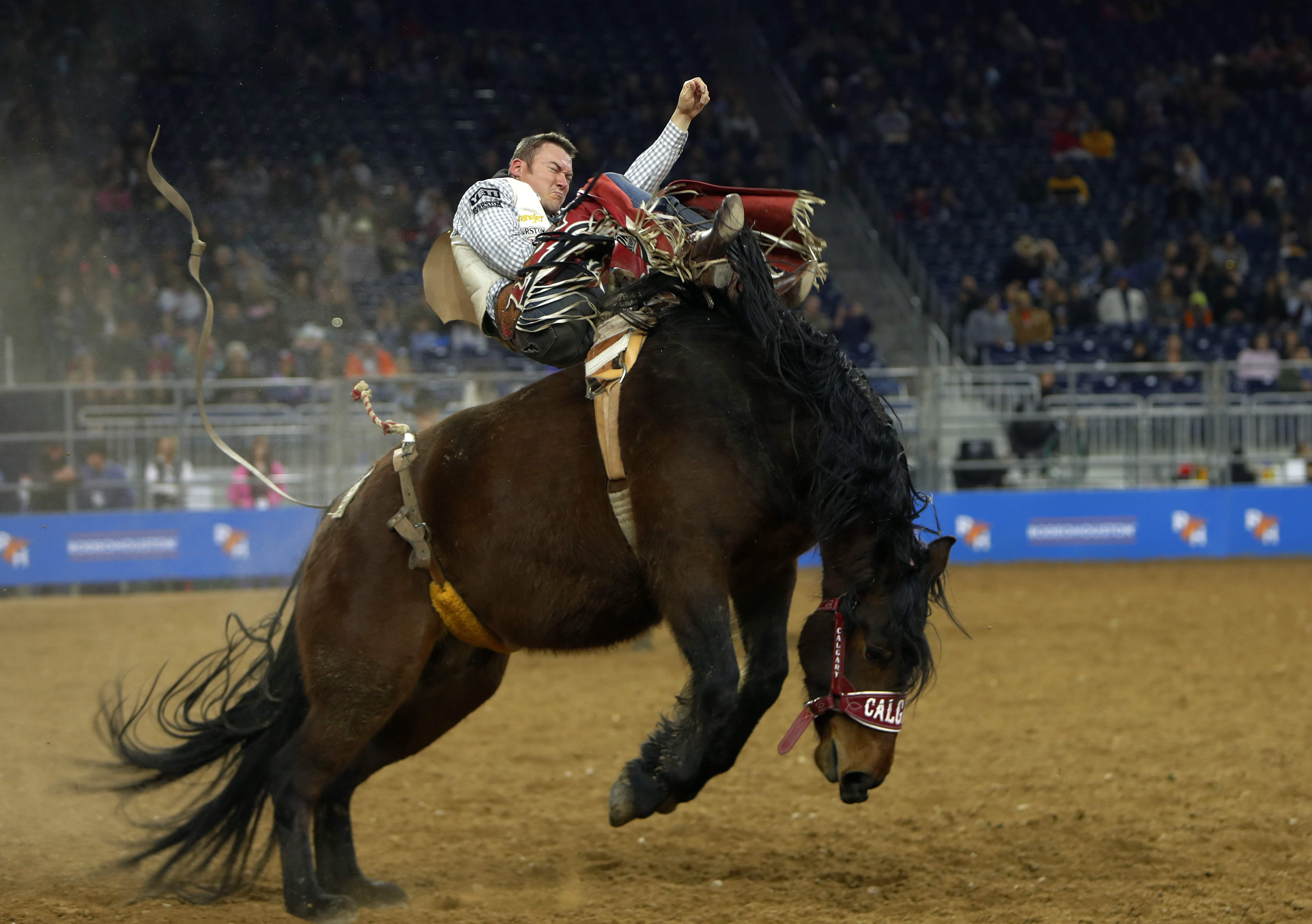 精彩纷呈的休斯敦牛仔节