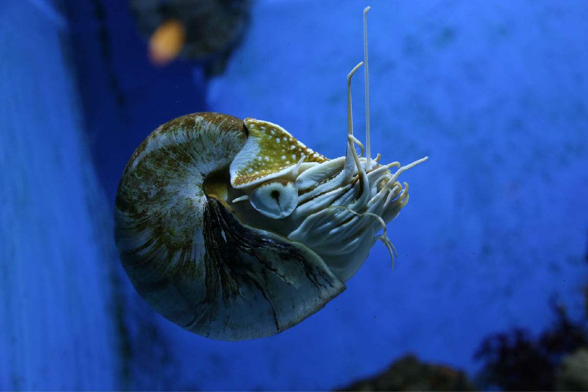 海洋中的活化石鹦鹉螺,网友:真是开了眼界