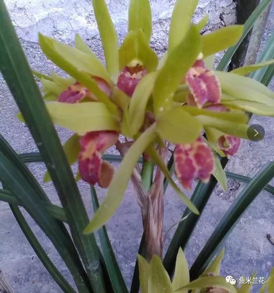 怎样区分兰花品相的好坏,舌总以短圆,端正为上品,尖形都属劣品