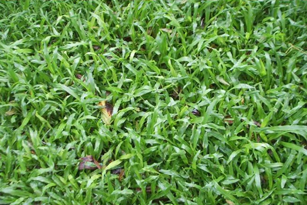 如何才能养好草坪?做好这四点,养出来的草坪,长势旺,颜色绿