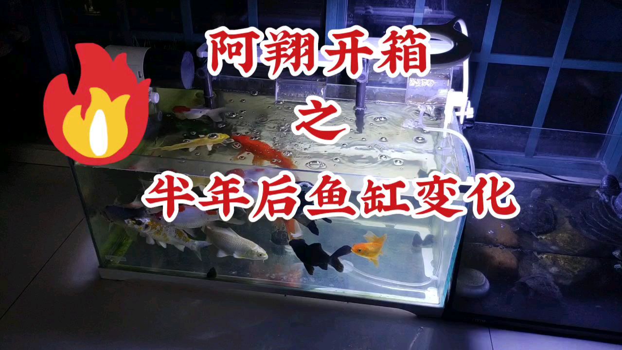 森森60鱼缸分享体验