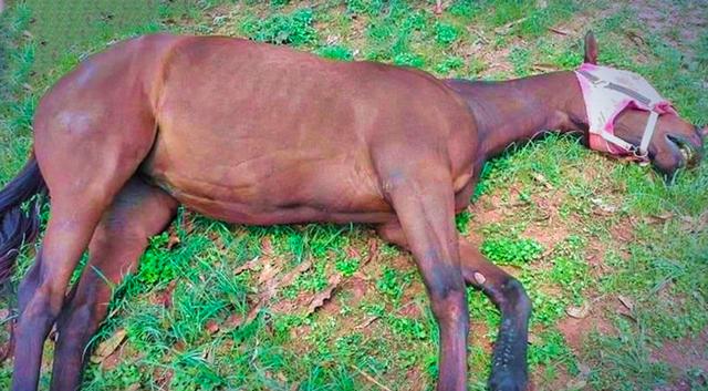 非洲猪瘟后又现"非洲马瘟",可通过蚊子传播,会传入我国吗?