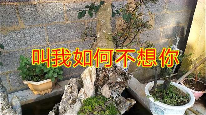 [图]一曲《叫我如何不想你》太伤感了，忍不住潸然泪下！