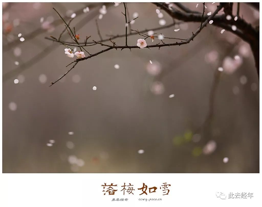 落梅如雪 魂系千年