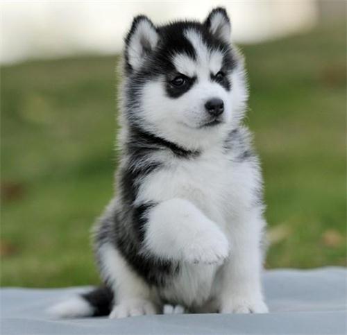 二哈近些年真是火的发紫啊!但是你养得起吗?