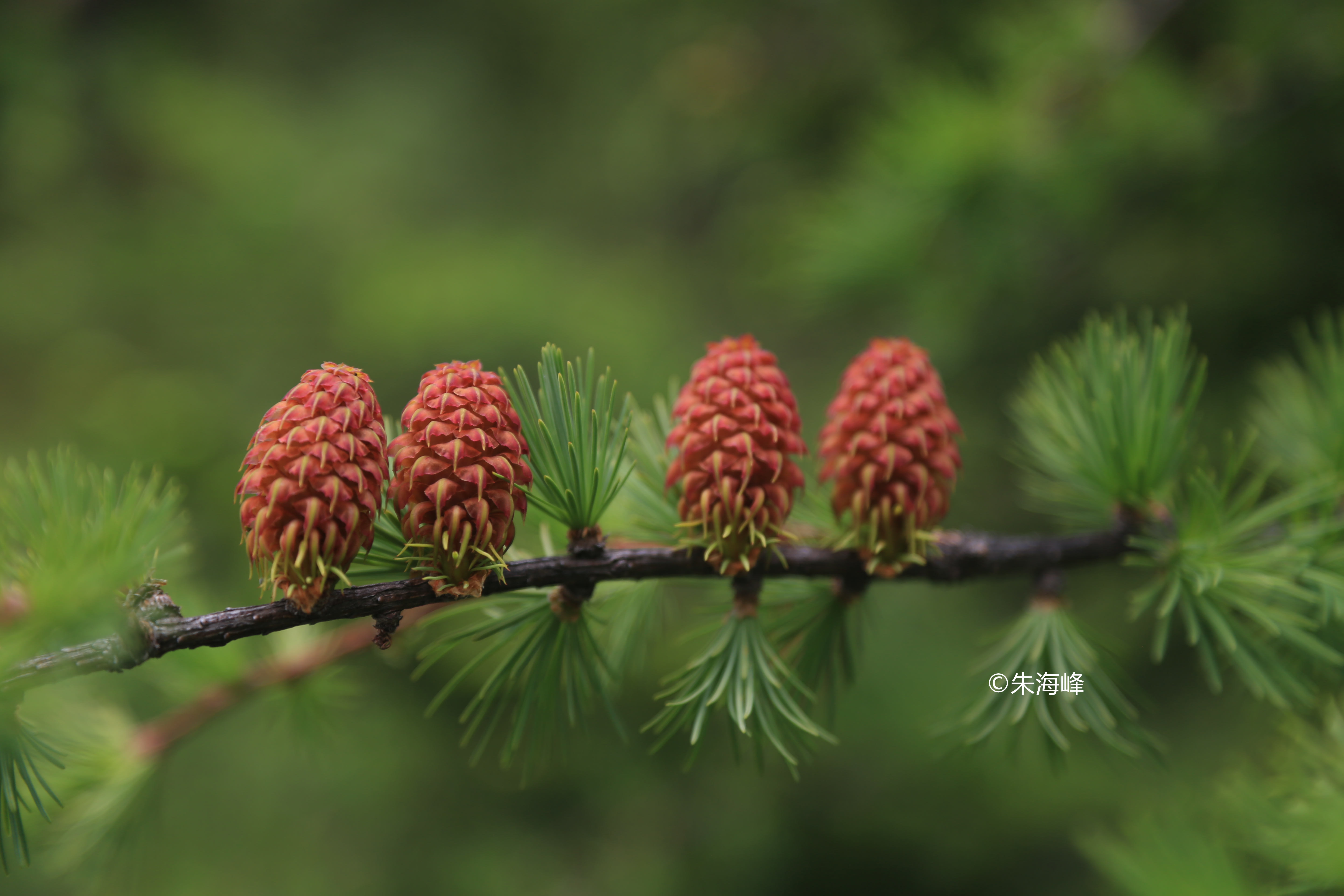 青藏高原003-落叶松和冷杉的区别