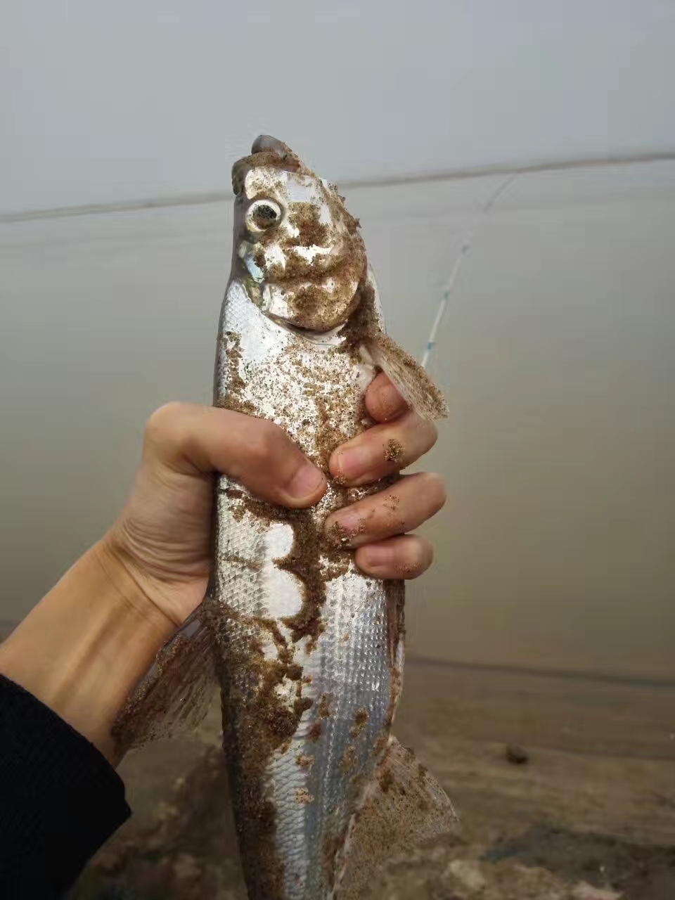 白条鱼,黄河最常见的鱼类,但能长到这么大的却相当少见.