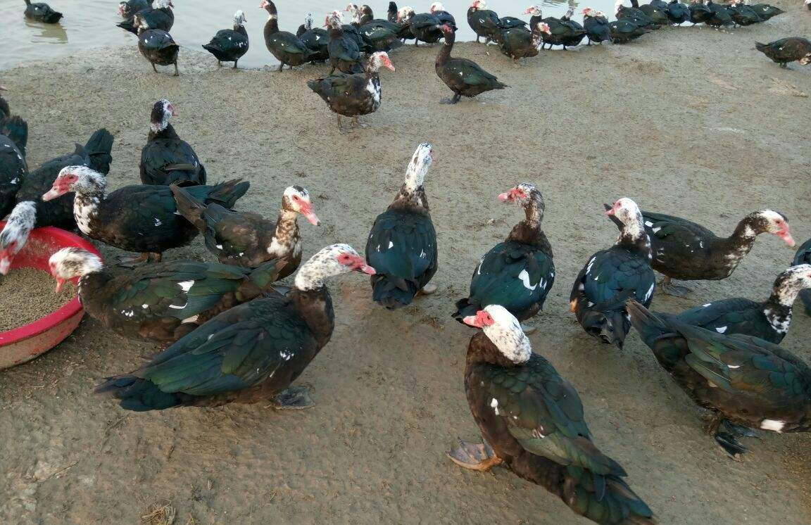 鸳鸯鸭成活率高,生长快,是一种大型瘦肉鸭,养殖时有这几个讲究