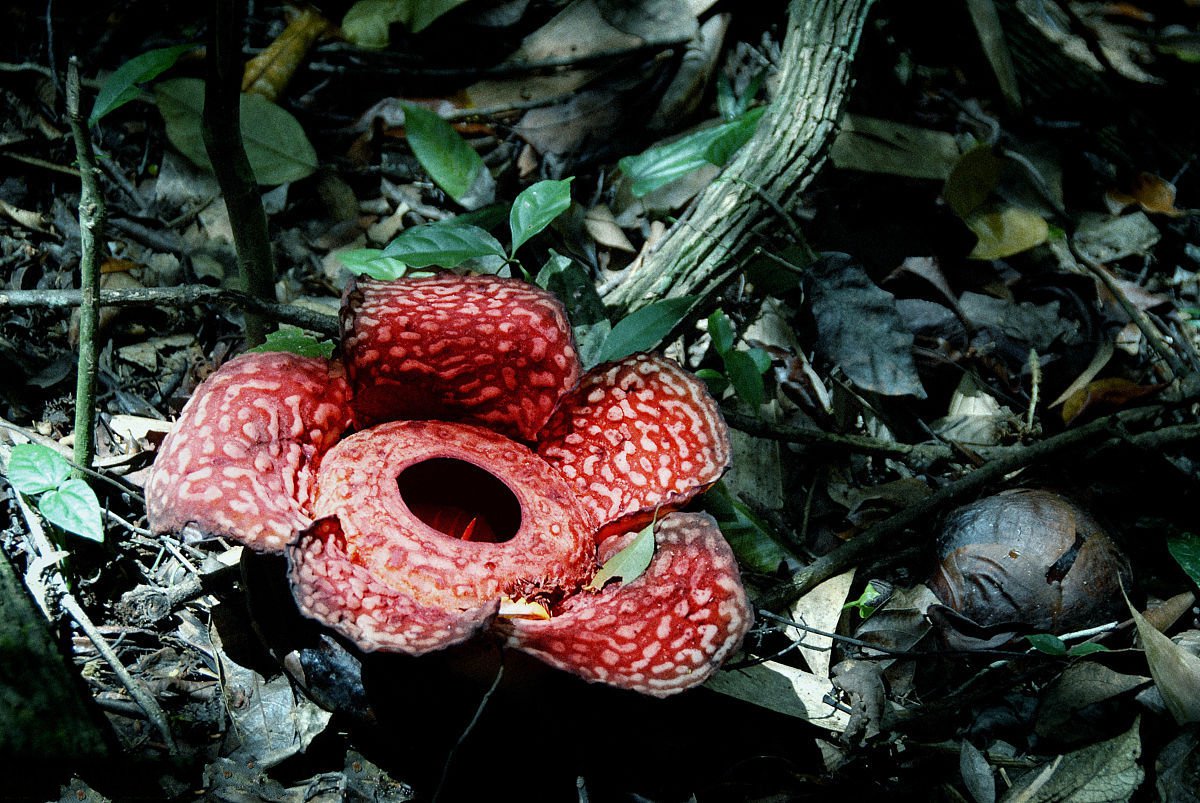 热带雨林有毒的花图片