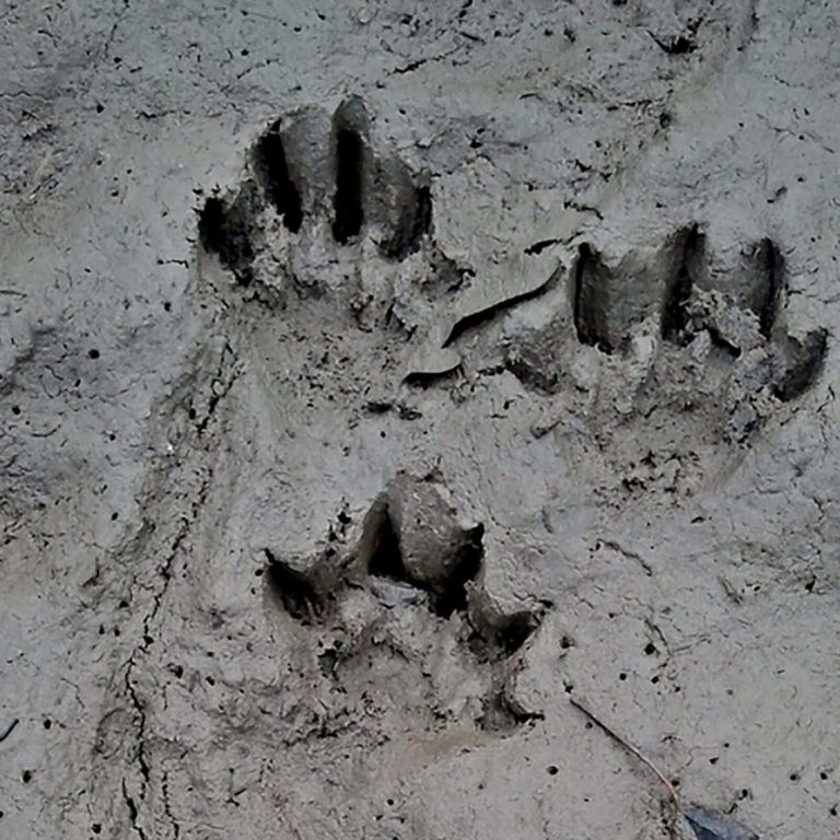 您能根据这些脚印猜出是什么动物吗?