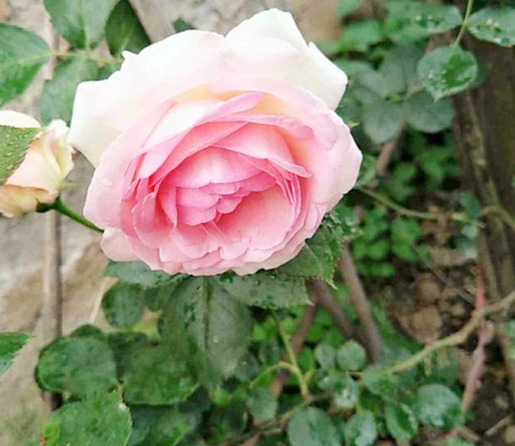 家养这种花真"给力"!满足4个条件就能活,花期特别长,太漂亮