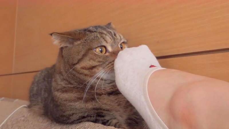 拿臭脚丫靠近猫 猫会有啥反应 猫 该配合你演 快把脚拿开 大自然 呆萌 好看视频 拿臭脚丫靠近猫 猫会有啥反应 猫 该配合你演 快把脚拿开 大自然 呆萌 好看视频