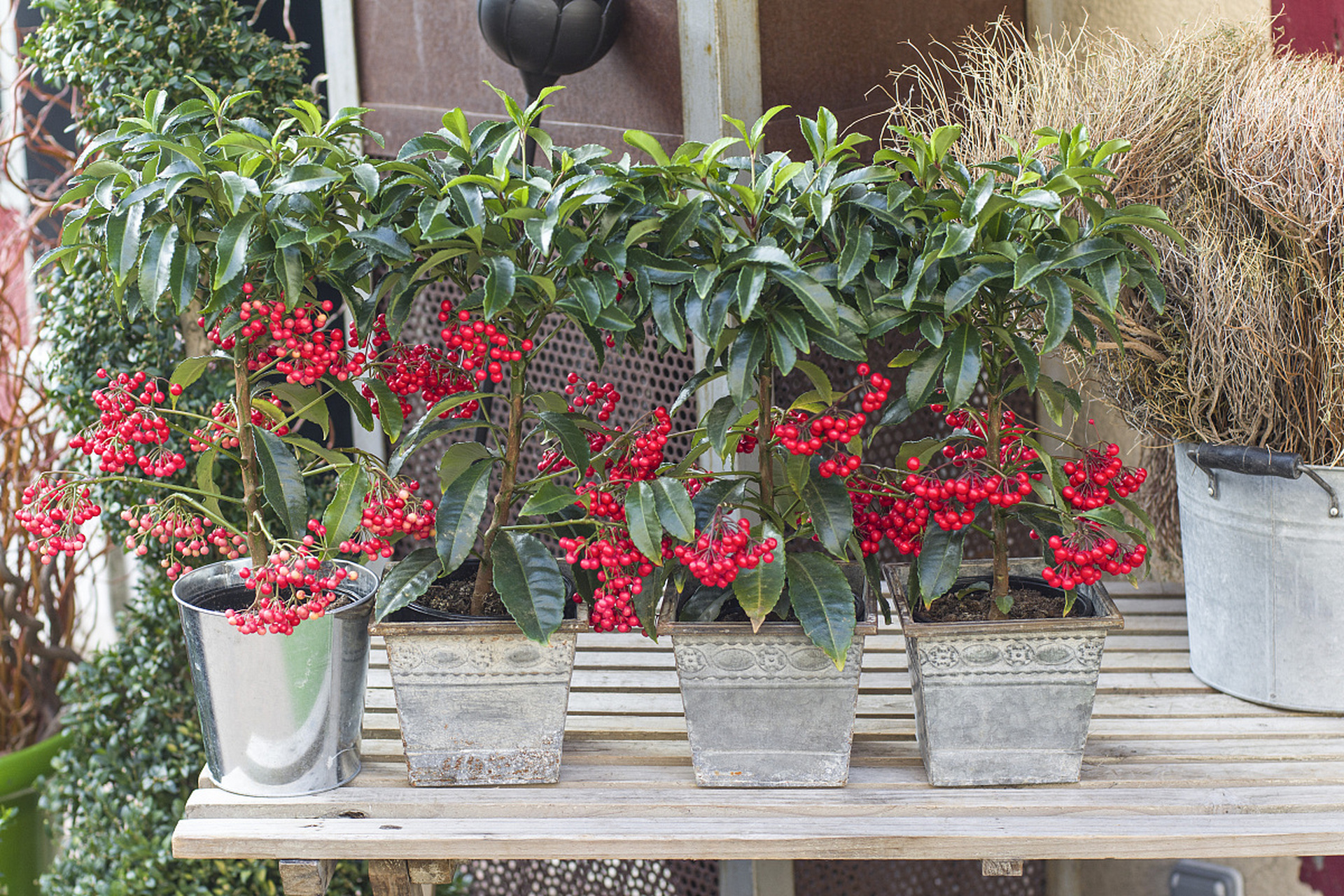 盆景# 养护盆景:家庭观果盆景,春夏观花,秋冬观果之富贵籽 富贵籽被