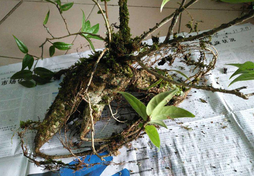 农村一种植物,人称"叶上花",盆栽很漂亮,采枝条就行,别挖根