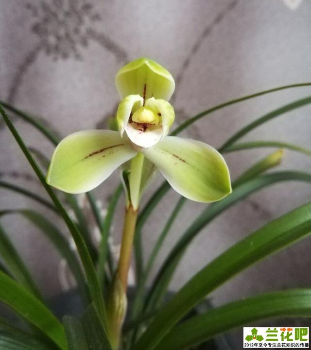 兰花瓣型理论,梅瓣与水仙瓣的联系