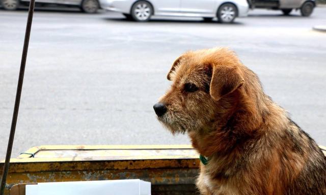 寒冬流浪狗纷纷冻死!我们该救助流浪狗吗?