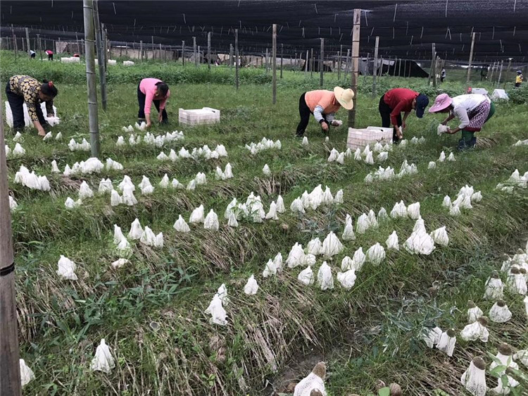 竹荪的种植技术以及种植条件知识,需要学习的进来看哦,不看后悔
