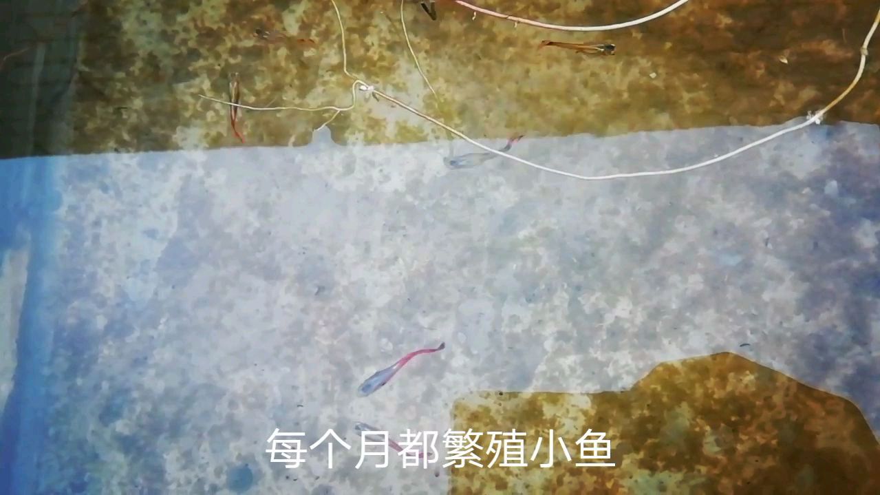 孔雀鱼母鱼每个月都繁殖,换来的伤害却是它一生中最宝贵的东西