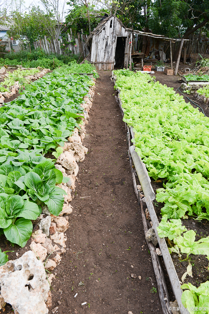 在晨曦中,我踏入绿意田地,手握种子如握希望