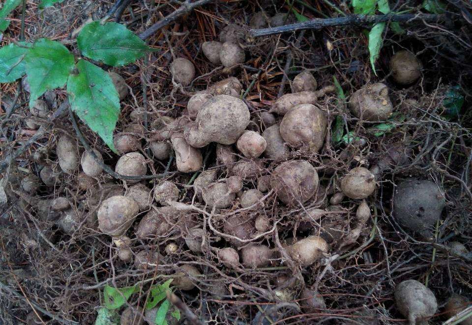 20年前用它治蛇伤,老农称它"蛇附子",现在一斤卖到110元