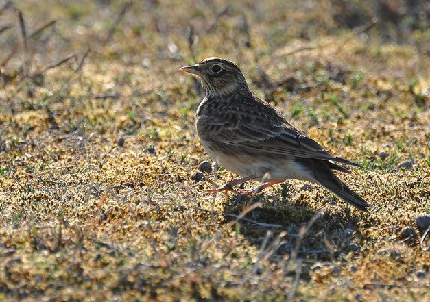对云雀东北亚种你了解多少?云雀东北亚种知识大全