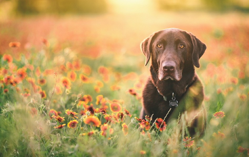 狗狗寿命和「颜色」有关 杂色拉布拉多比纯色平均少10%