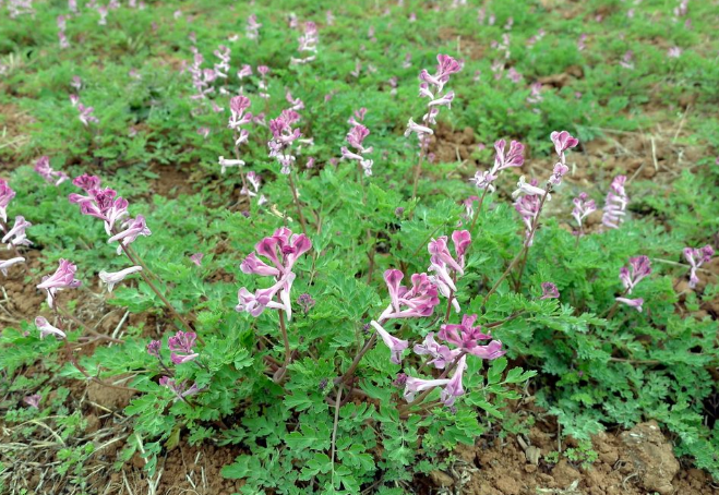 农村一种野草,绰号"小鸡草",古人用它治感冒,如今5元一斤