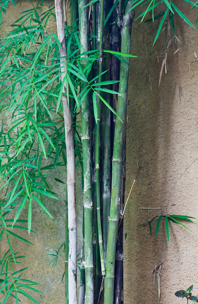 竹子是庭院景观中的亮点,适合家庭种植的品种有小型竹子,如小叶文竹